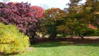 Arnold Arboretum