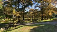 Arnold Arboretum, Boston, MA