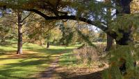 Arnold Arboretum, Boston, MA