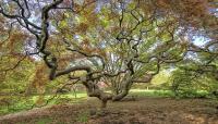 Cylburn Arboretum, Baltimore, MD