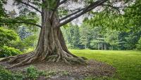 Cylburn Arboretum, Baltimore, MD