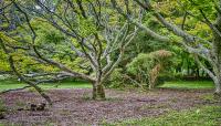 Cylburn Arboretum, Baltimore, MD