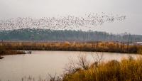 Blackwater National Wildlife Refuge, Dorchester County, MD 