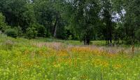 Bruce Vento Nature Sanctuary, St. Paul, MN