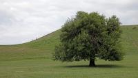 Cahokia Mounds, St. Louis, MO