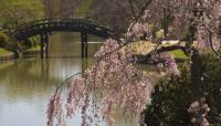 Japanese Garden, Missouri Botanical Garden