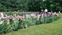 Margaret Thomas' Garden, Herndon, VA