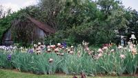 Margaret Thomas' Garden, Herndon, VA