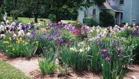 Margaret Thomas' Garden, Herndon, VA