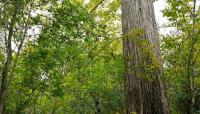 Photo courtesy McKinney Falls State Park:: ::The Cultural Landscape Foundation