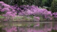 Morton Arboretum