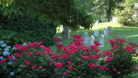 Mount Auburn Cemetery, Cambridge, MA