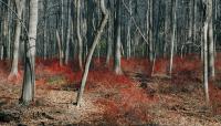 Watchung Reservation, Union County Park system, NJ