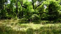 Olmsted's Tosomock Farm, Staten Island, NY