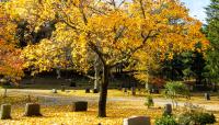 Sleepy Hollow Cemetery, Concord, MA