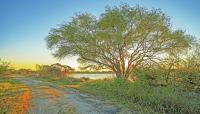 Mitchell Lake, San Antonio, TX