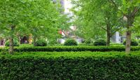 Town Hall Square, Toronto