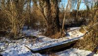 Udall's Park Preserve, Little Neck, NY