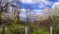 Udall's Park Preserve, Little Neck, NY