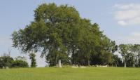 Barton Heights Cemeteries, Richmond, VA