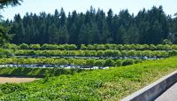 Weyerhaeuser International Headquarters, Federal Way, WA