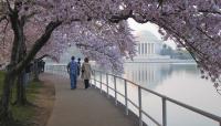 Tidal Basin, West Potomac Park, Washington, D.C.