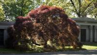 Woodlawn Cemetery, Bronx, NY