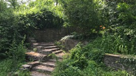 Garden steps, ivy growing on a stone wall, trees and shrubs.