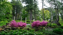Sloping garden with blooming shrubs and trees in the background