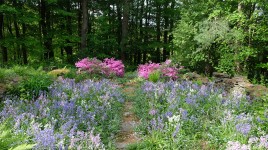Flowers in bloom on either side of a narrow, stone path; trees in background