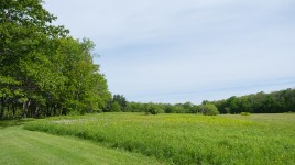 Broad field with trees on the left and in the background