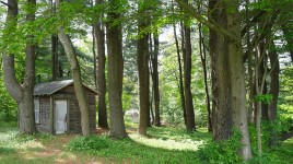 Small cabin on the left surrounded by trees