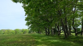 Trees on the right bordering a field
