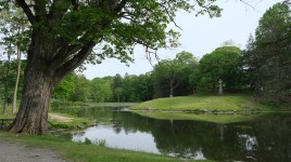 Tree on the left on the bank of a pond