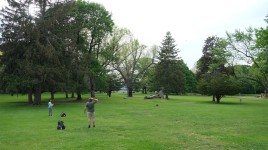 People throw frisbee on lawn with trees