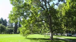 Cheesman Park Esplanade, Denver, CO