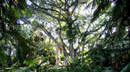 Caribbean Gardens, Naples, FL 