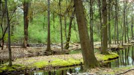 Branch Brook Park, Newark, NJ 