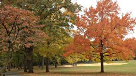 Alley Pond Park, Queens, NY