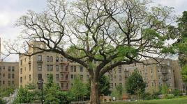 Grand Concourse, New York, NY