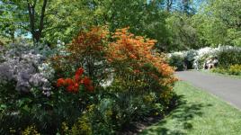 Azalea Garden, Fairmount Park, Philadelphia, PA