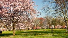 Branch Brook Park, Newark, NJ