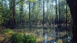 Briarwood: Caroline Dorman Nature Preserve, Saline, LA