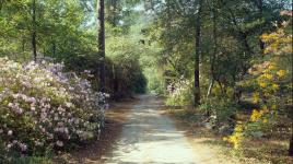 Briarwood: Caroline Dorman Nature Preserve, Saline, LA