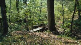 Briarwood: Caroline Dorman Nature Preserve, Saline, LA