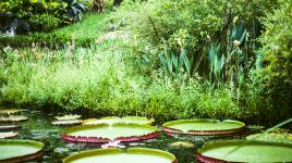 Sitio Roberto Burle Marx, Rio De Janeiro, Brazil