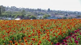 The Flower Fields at Carlsbad, Carlsbad, CA