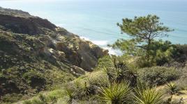 Torrey Pines State Natural Reserve, San Diego, CA 