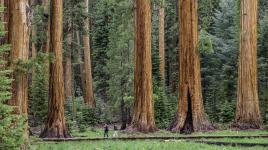 CA_SierraNevadaMountainRange_SequoiaNationalPark_byJonathanIrish-courtesySaveTheRedwoodsLeague-courtesyTCLF_2016_001_sig.jpg