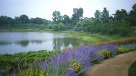 Great Basin and Evening Island, Chicago Botanic Garden